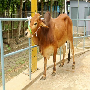 Male - Bull (ষাঁড়)